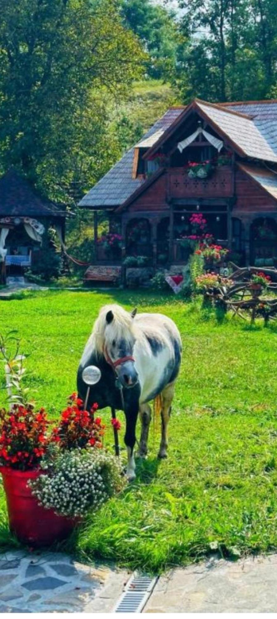 Pensiunea Rustic Oncesti Exteriér fotografie